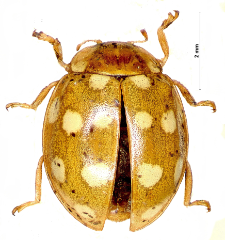 Calvia quinquedecimguttata (Fabricius, 1777)