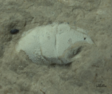 Goniodromites kubai