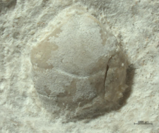 Eodromites bernchrisdomiorum