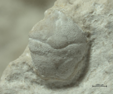 Goniodromites kubai