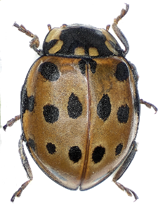 Harmonia axyridis (Pallas, 1773)