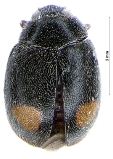 Scymnus bipunctatus Kugelann, 1794