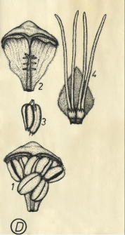 Corylus avellana L.
