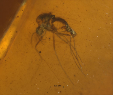 Diptera (Nematocera)