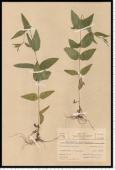 Epilobium montanum L.