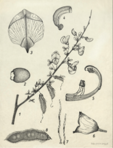 Cytisus scoparius (L.)