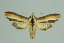 Cucullia verbasci (Linnaeus, 1758)