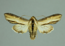 Cucullia scrophulariae (Denis & Schiffermüller, 1775)