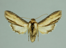 Cucullia scrophulariae (Denis & Schiffermüller, 1775)