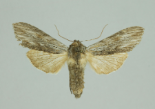 Cucullia lactucae (Denis & Schiffermüller, 1775)