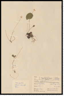 Viola palustris L.