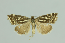 Acontia trabealis (Scopoli, 1763)