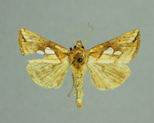 Plusia festucae (Linnaeus, 1758)