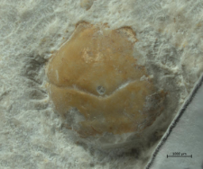 Eodromites bernchrisdomiorum