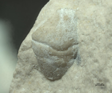 Goniodromites kubai