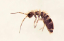 Orchesella multifasciata