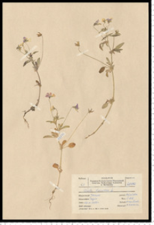 Viola tricolor L. s. s.