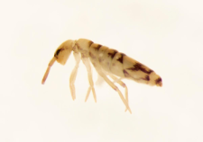 Entomobrya nivalis