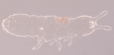 Protaphorura sp.