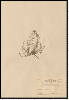Spergularia rubra (L.) J.Presl & C.Presl