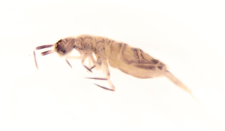 Orchesella rectangulata