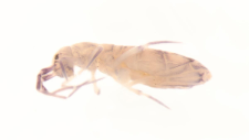 Orchesella rectangulata