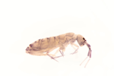 Orchesella rectangulata