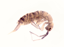 Orchesella rectangulata