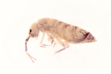 Orchesella rectangulata