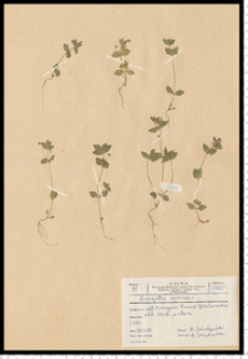 Anagallis arvensis L.