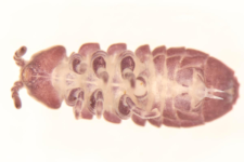 Tetradontophora bielanensis