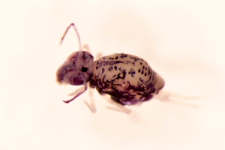 Dicyrtomina melitensis