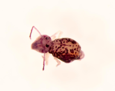 Dicyrtomina melitensis