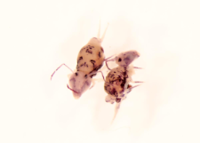 Dicyrtomina melitensis