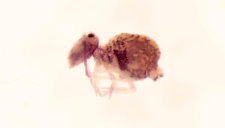 Dicyrtomina melitensis