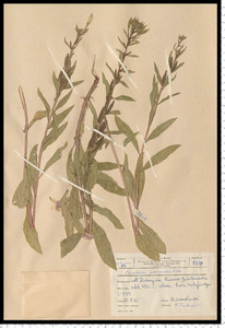 Oenothera rubricaulis Kleb.