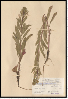 Oenothera rubricaulis Kleb.