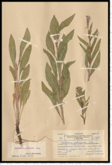 Oenothera rubricaulis Kleb.