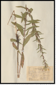 Oenothera rubricaulis Kleb.