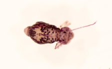 Dicyrtomina melitensis