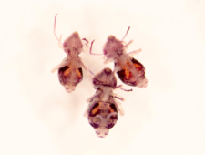 Dicyrtomina melitensis