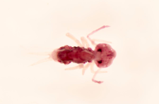 Dicyrtomina melitensis