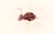 Dicyrtomina melitensis