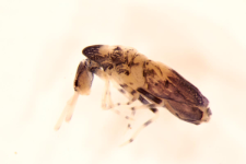 Entomobrya superba