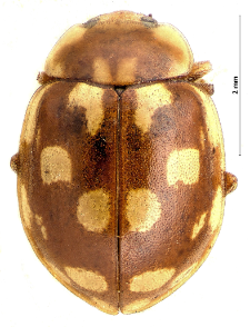 Vibidia duodecimguttata (Poda, 1761)