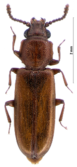 Pediacus dermestoides (Fabricius, 1792)