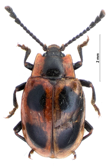 Endomychus coccineus (Linnaeus, 1758)