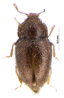 Mycetaea subterranea (Fabricius, 1801)