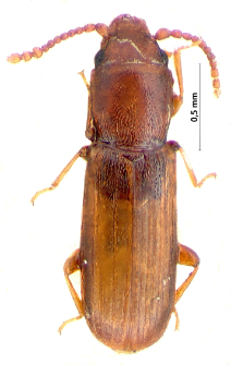 Cryptolestes alternans (Erichson, 1846)