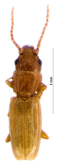 Cryptolestes duplicatus (Waltl, 1839)